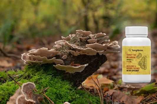 Introducing Our New Product - Turkey Tail Mushroom Capsules Introducing Our New Product: Turkey Tail Mushroom Capsules