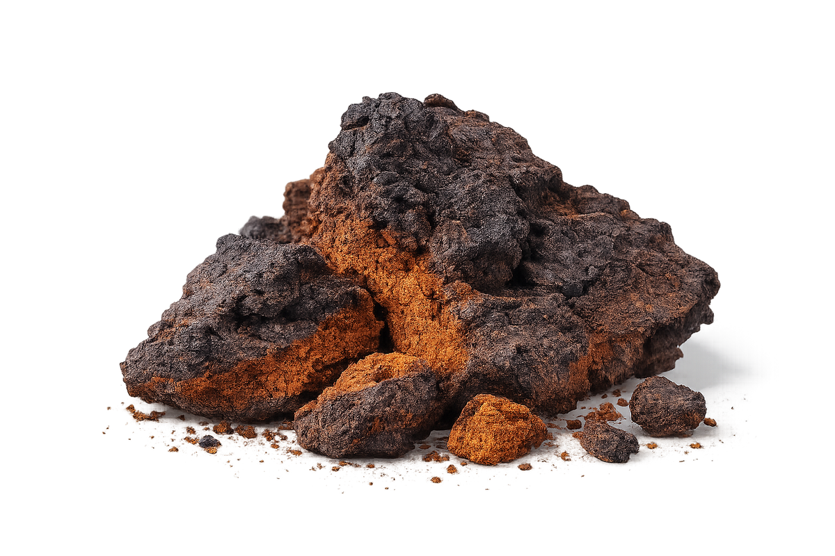 CHAGA MUSHROOM