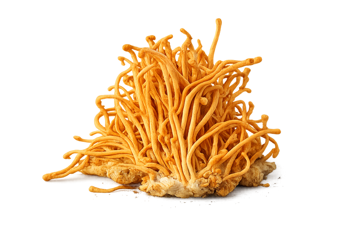 CORDYCEPS MUSHROOM