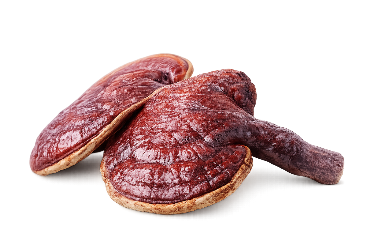 REISHI MUSHROOM