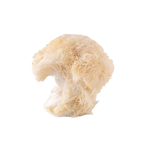 LION’S MANE MUSHROOM